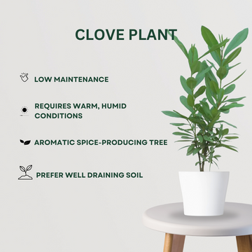 Rare spice plant gift set